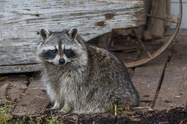 Common raccoon, North American racoon (Procyon lotor) in front of wooden shed, invasive species