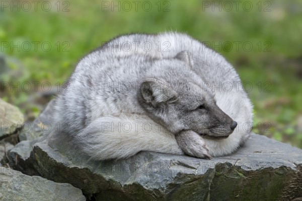 Arctic fox, white fox, polar fox, snow fox (Vulpes lagopus) sleeping curled up on rock, showing