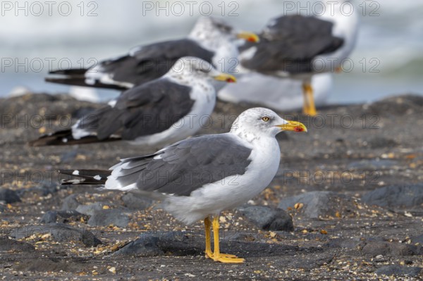 Lesser black-backed gulls (Larus fuscus) resting on high tide refuge during high water along the