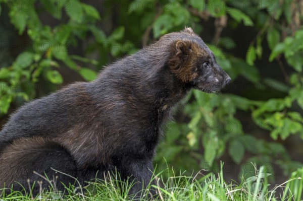 Wolverine, glutton, carcajou (Gulo gulo) hunting in forest, native to Scandinavia, Russia, Siberia,