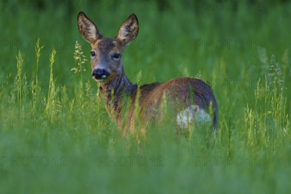A deer stands quietly in tall grass and looks curiously sideways, European deer (Capreolus