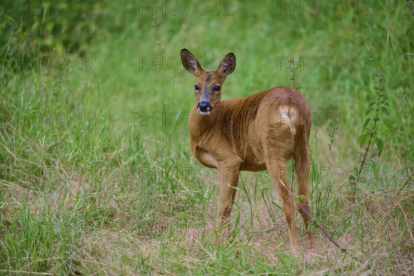 A deer looks over its shoulder and stands in high meadow, European deer (Capreolus capreolus),
