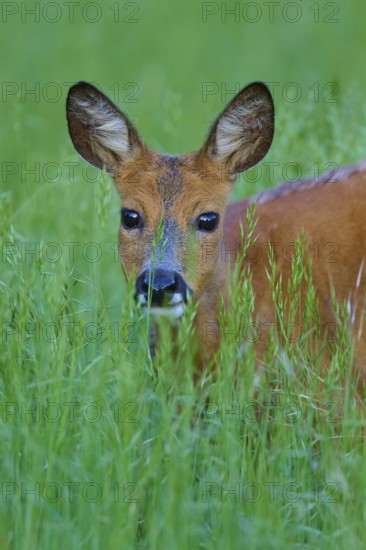 Deer looking out of the shelter of tall grass, its ears set up, European deer (Capreolus