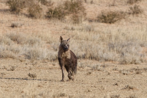 Brown hyena (Parahyaena brunnea), adult walking in dry grassland, facing camera, Kgalagadi