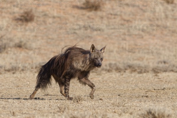 Brown hyena (Parahyaena brunnea), adult walking in dry grassland, Kgalagadi Transfrontier Park,