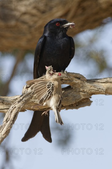 Fork-tailed drongo (Dicrurus adsimilis), adult, sitting on a branch, eating, a sociable weaver