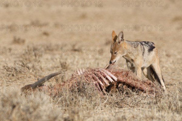 Black-backed jackal (Lupulella mesomelas), adult, feeding on skin and carcass of a common eland