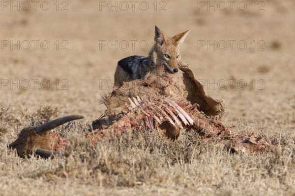 Black-backed jackal (Lupulella mesomelas), adult, alert, feeding on skin and carcass of a common