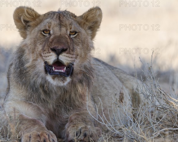 African lion (Panthera leo), young adult male lying down, resting in the shade, looking at camera,