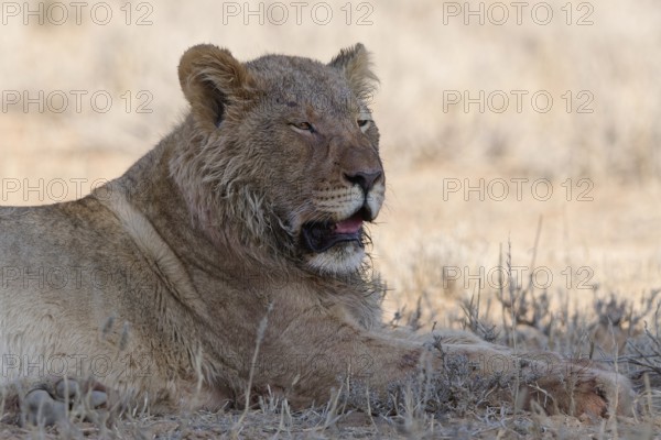 African lion (Panthera leo), young adult male lying down, resting in the shade, alert, animal