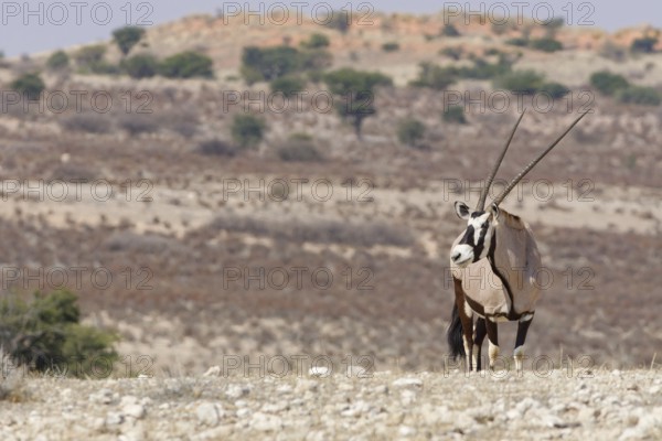 Gemsbok (Oryx gazella), adult, standing at the top of the hill, looking around, alert, Kgalagadi