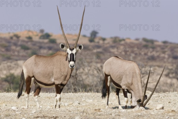Gemsboks (Oryx gazella), two adult females standing at the top of the hill, one looking at camera,