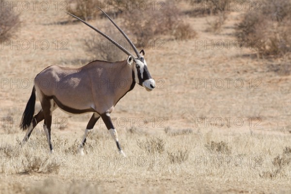 Gemsbok (Oryx gazella), adult female walking in dry grass, Kgalagadi Transfrontier Park, Northern