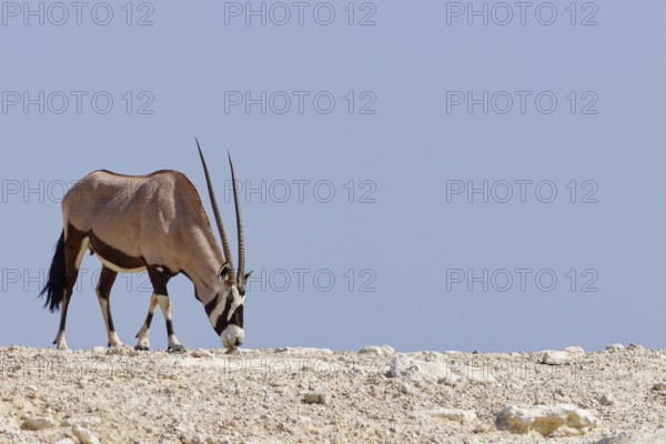 Gemsbok (Oryx gazella), adult female, standing at the top of the hill, foraging, Kgalagadi