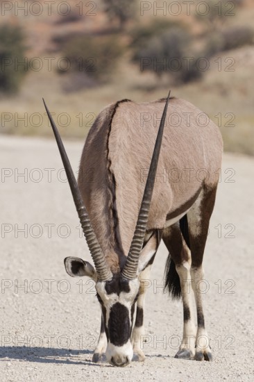 Gemsbok (Oryx gazella), young adult male, on gravel road, foraging on the ground, Kgalagadi