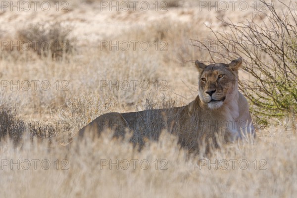 African lioness (Panthera leo), adult female resting in the shade, in tall dry grass, alert,