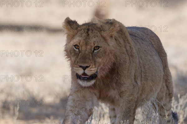 African lion (Panthera leo), young male walking in the shade, looking at camera, alert, Kgalagadi