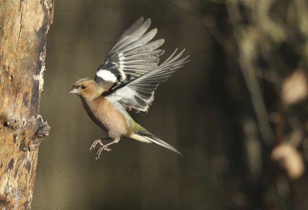 Chaffinch (Fringilla coelebs) male in flight, approach to forage wood, winter feeding, Allgäu,