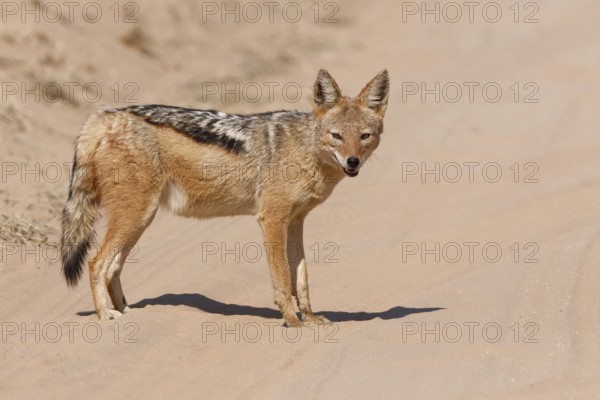 Black-backed jackal (Lupulella mesomelas), adult, standing on the sandy road, alert, Kgalagadi