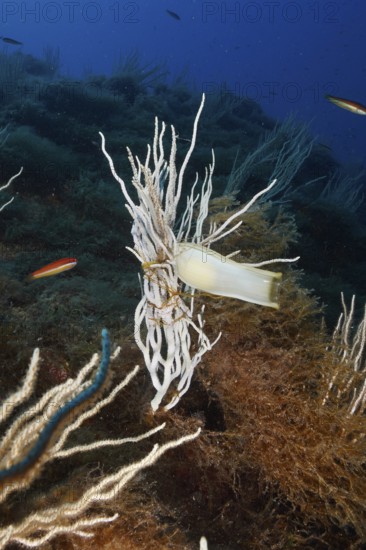 Egg capsule of large spotted cat shark (Scyliorhinus stellaris) attached to white gorgony