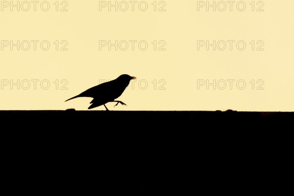 Eurasian blackbird (Turdus merula) silhouette of an adult bird running along an urban house roof at