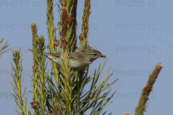 Garden warbler (Sylvia borin) adult bird in a hedgerow with insects for food in its beak in summer,