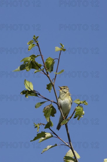 Garden warbler (Sylvia borin) adult male bird singing in a tree in spring, England, United Kingdom