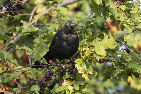 Eurasian blackbird (Turdus merula) adult male bird feeding on a blackberry in a hedgerow in the