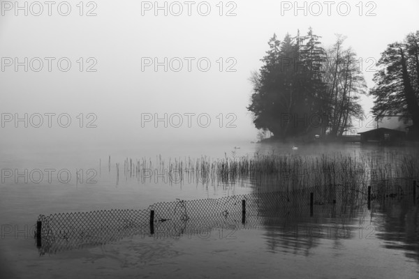 Reeds and fences in foggy Starnberger See, leaves and conifers behind, black and white photo,