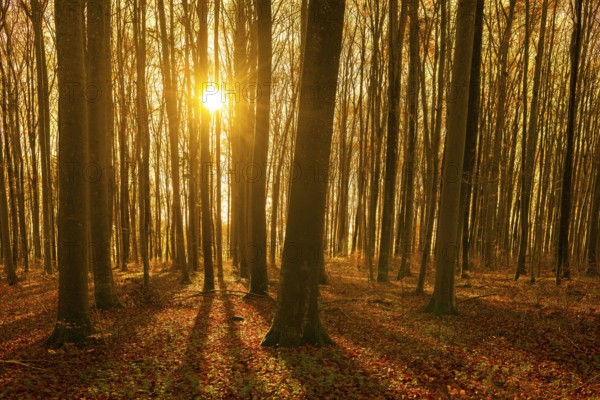 An autumnal beech forest with golden sunlight through the trees and leaves, Swabian Jura,