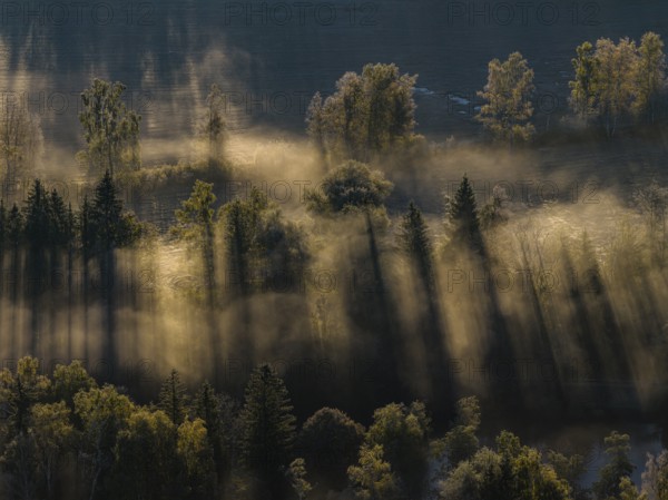 Fog, clouds of fog, morning light, back light, trees, moor area, foothills of the Alps, Bavaria,
