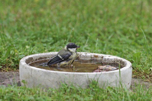 Great tit (Parus major), bird bath, water, bathing, garden, tit with wet feathers