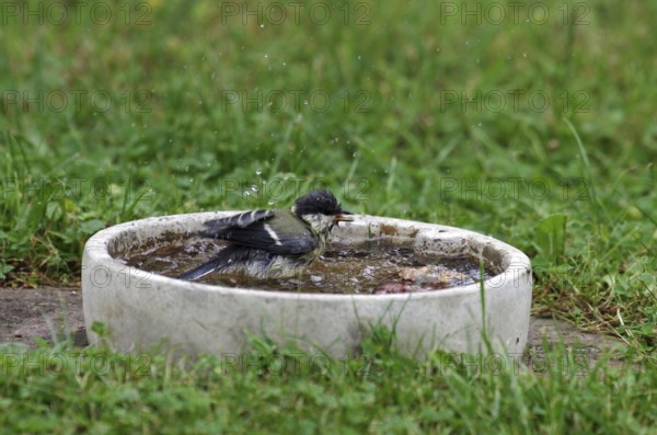 Great tit (Parus major), bird bath, water, bathing, garden, The drops of water fly through the air