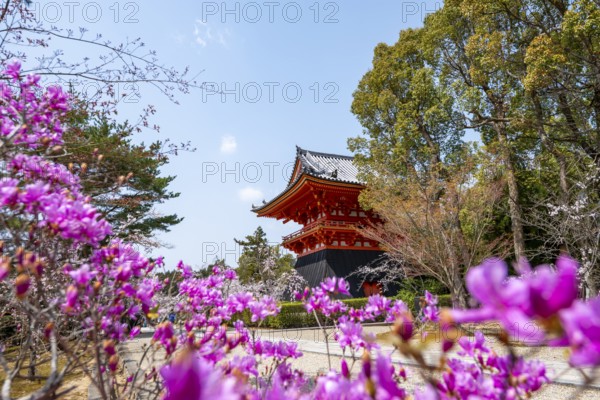 Purple blooming tree in spring with Shoro bell tower, Ninna-ji Temple, Buddhist temple complex,