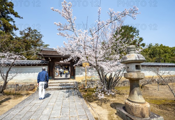 Entrance to Miedo of Ninna-ji Temple, cherry blossom in spring, Buddhist temple complex, Kyoto,