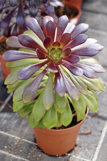 'Aeonium Arboreum' succulent with green and dark purple leaves. Decorative rosette-shaped plant in