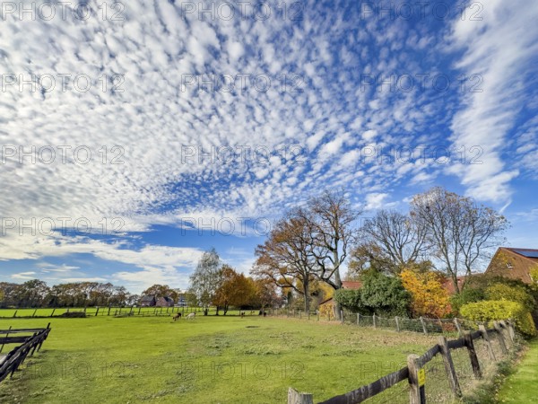 Dense cloud field of medium-height white clouds Altocumulus stratiformis subspecies of altocumulus