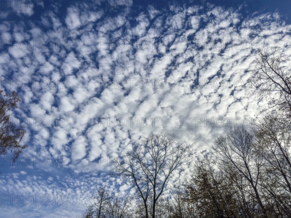 Cloud field thick cloudiness from off with white high clouds Stratoumulus stratiformis against blue