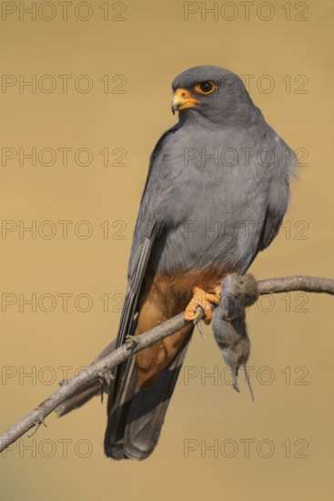 Red-footed falcon (Falco vespertinus), adult male sitting with a captured mouse, Kiskunság National