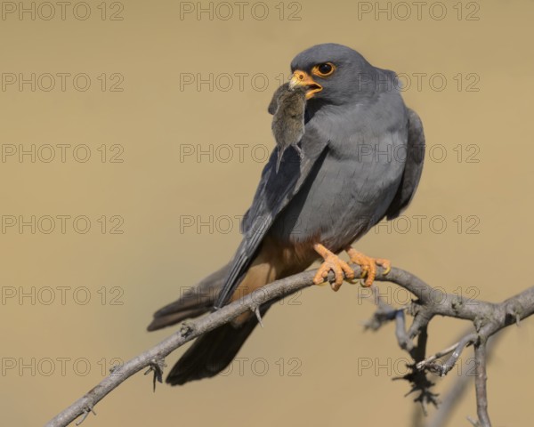 Red-footed falcon (Falco vespertinus), adult male sitting with a captured mouse, Kiskunság National