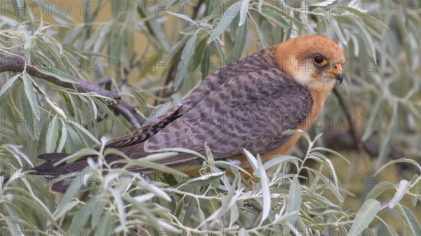 Red-footed falcon (Falco vespertinus), adult female sitting in a willow bush, Kiskunság National