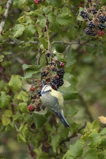 Blue tit (Cyanistes caeruleus) adult bird in a hedgerow feeding on blackberries in summer, England,