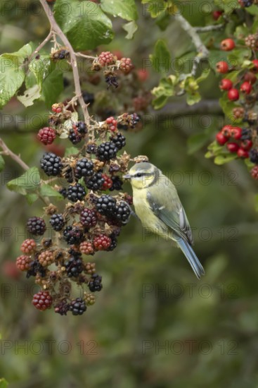 Blue tit (Cyanistes caeruleus) adult bird in a hedgerow on blackberries in summer, England, United