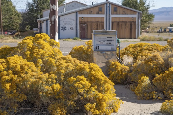 Carvers, Nevada - Rabbitbrush takes over an abandoned gas station in the Nevada desert