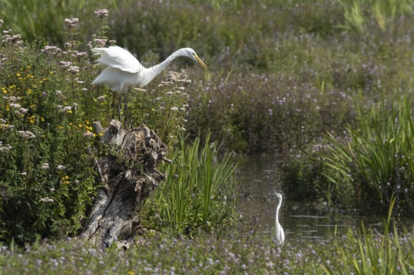 Great white egret (Ardea alba) adult bird on a tree stump amongst summer flowers looking down at a