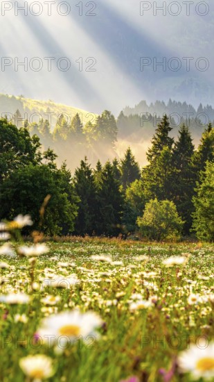 A sunlit meadow with daisies against a forest backdrop under a blue sky, Late summer country