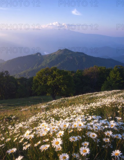 A sunlit meadow with daisies against a forest backdrop under a blue sky, Late summer country