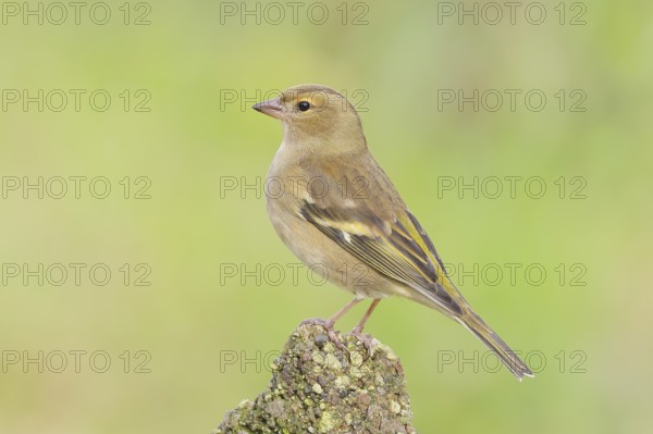 Chaffinch (Fringilla coelebs), adult female sitting on a stone in the garden, wildlife, animals,