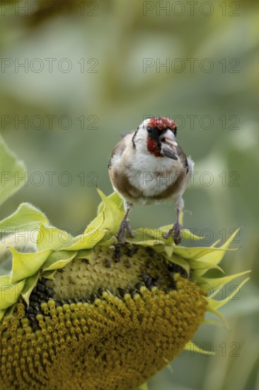 European goldfinch (Carduelis carduelis) adult bird feeding on a sunflower seed in a field of