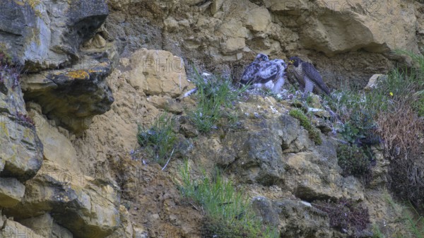 Peregrine falcon (Falco peregrinus), adult female in her habitat feeding nestlings in picturesque